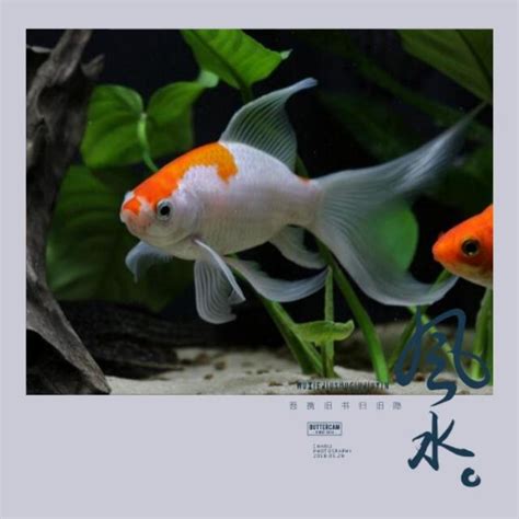 房間魚缸風水|魚缸千萬別這樣擺！養魚風水5大重點